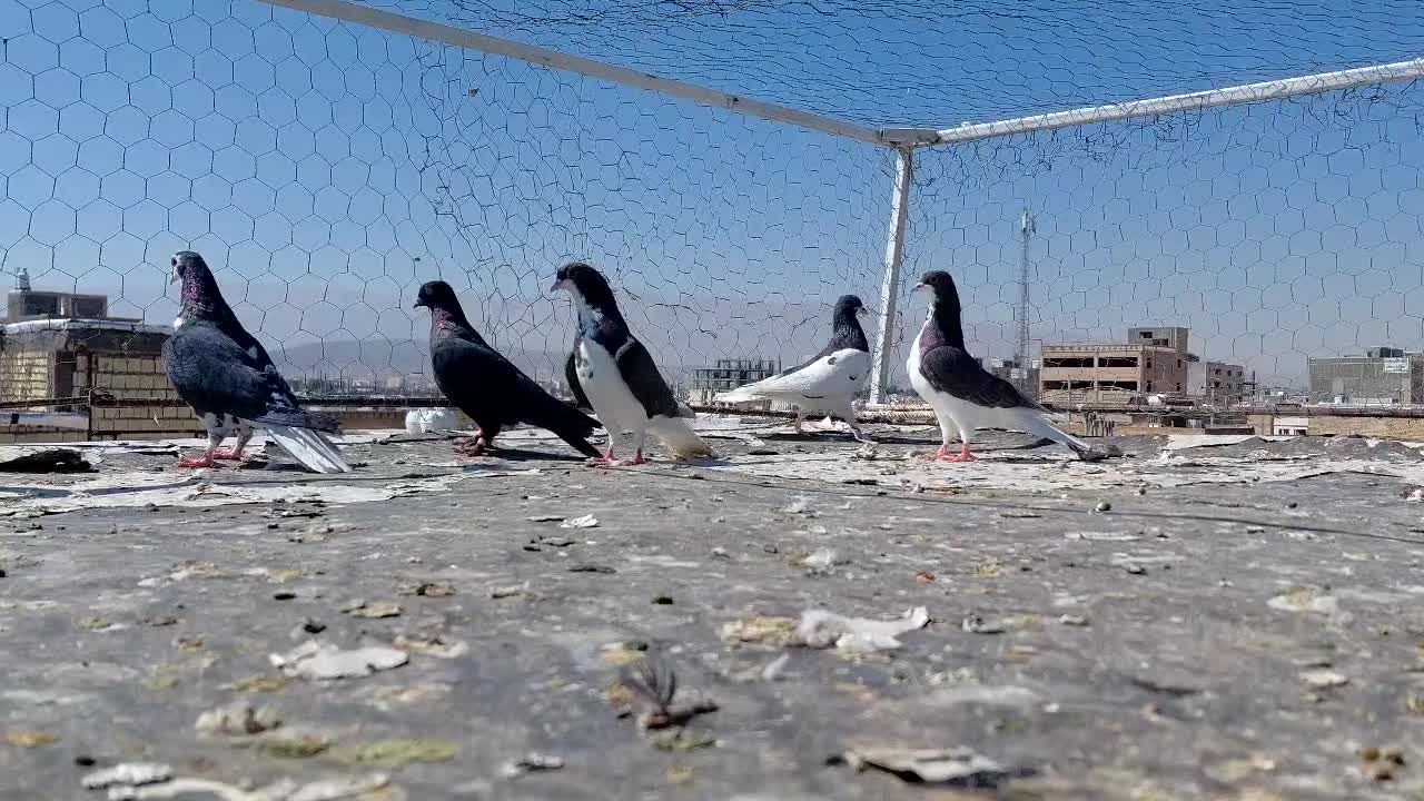 کفتر|پرنده|شیراز, کوشک میدان|دیوار