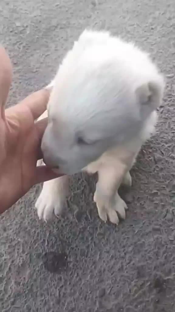 واگذاری الابای دوتا ماده یه نر|سگ|جیرفت, |دیوار