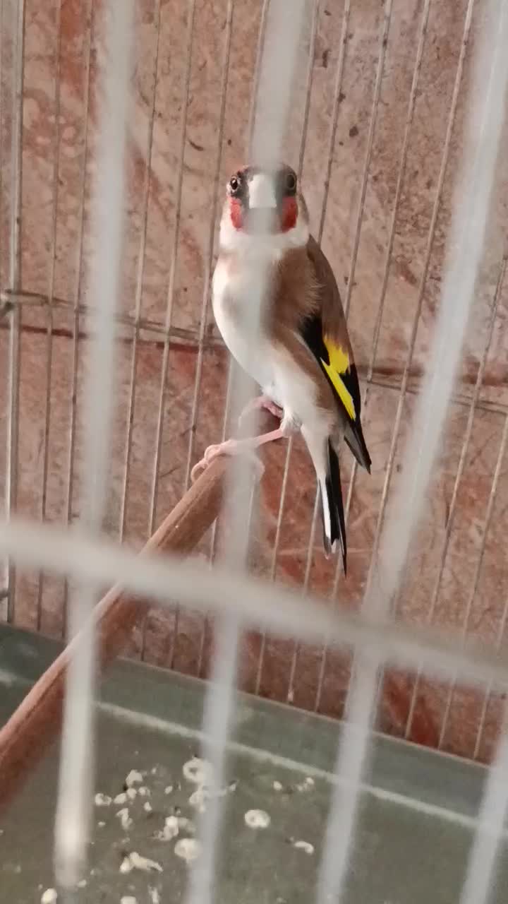 سهره|پرنده|ری, سیزده آبان|دیوار