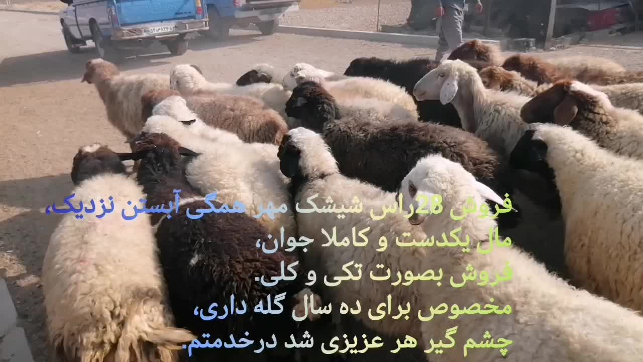 شیشک. ارسنجان|حیوانات مزرعه|شیراز, احمدآباد|دیوار