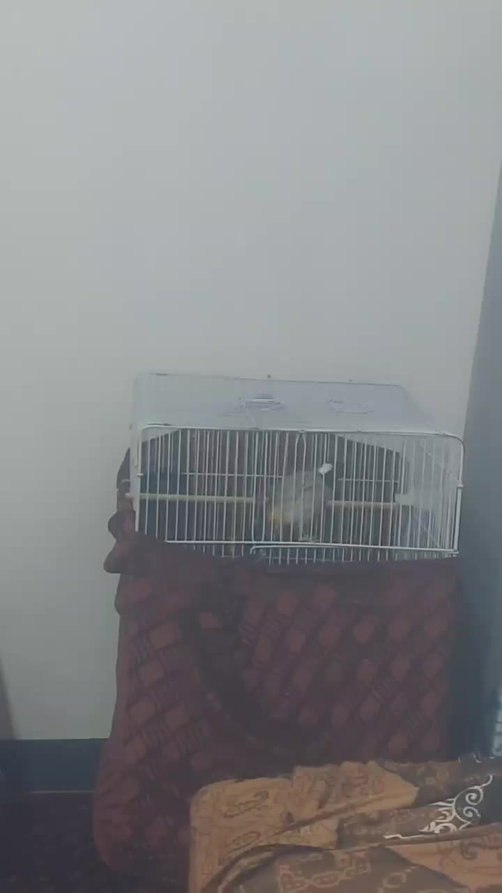 سهره|پرنده|مشهد, سید رضی|دیوار