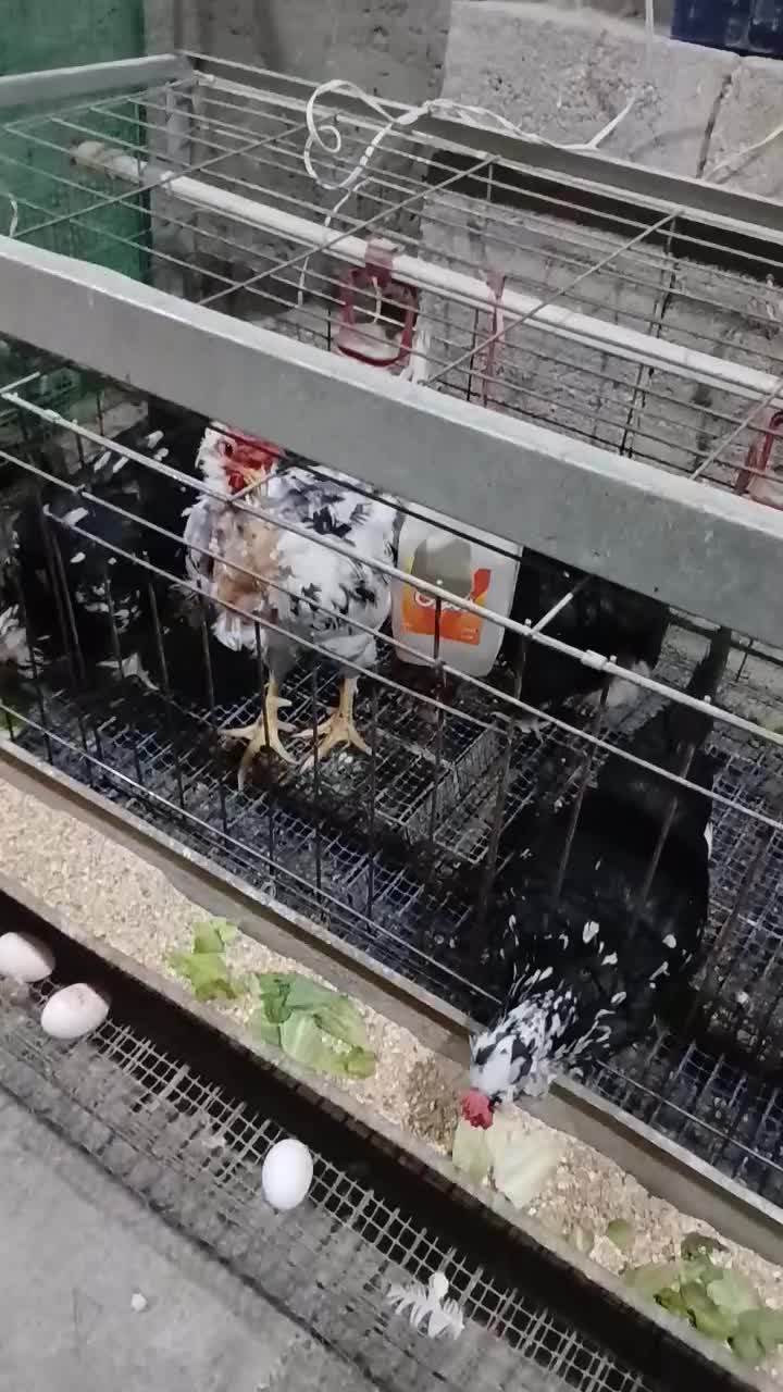 تخم نطفه دار گلین گردن لخت|حیوانات مزرعه|خمینی‌شهر, |دیوار