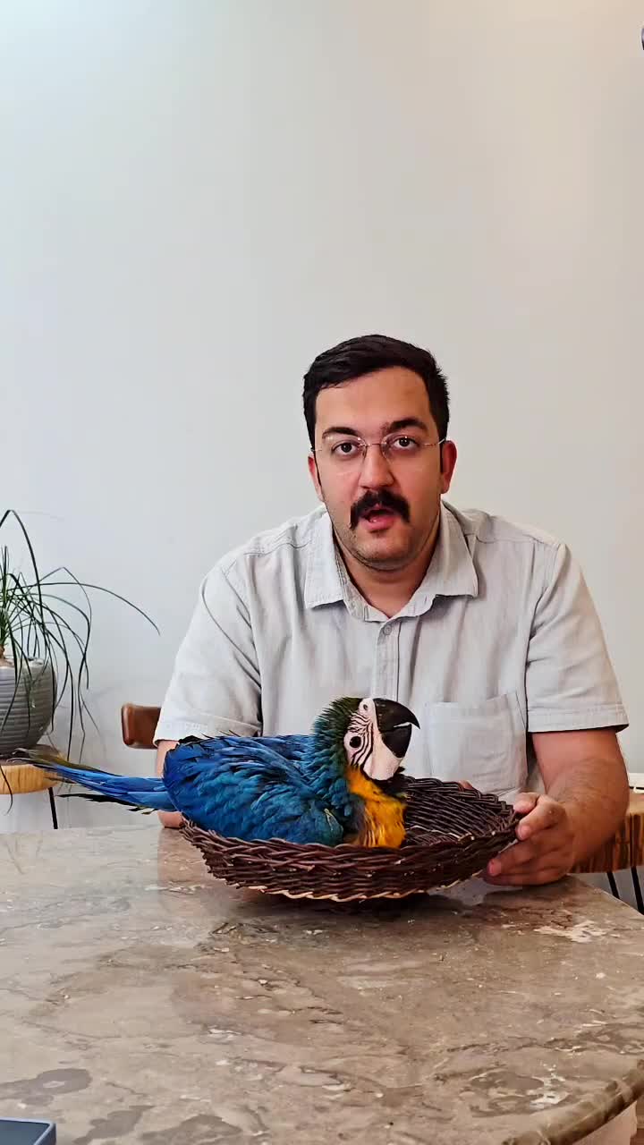 جوجه ارا کاسکو کاکادو ماکائو سرلاکی نقد و اقساط|پرنده|مشهد, فلسطین|دیوار