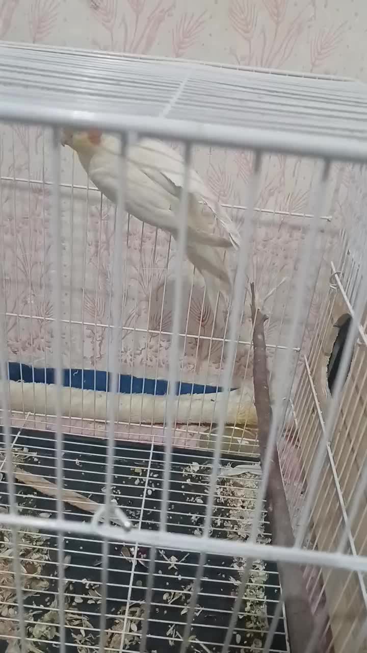 عروس هلندی نروماده|پرنده|زابل, |دیوار