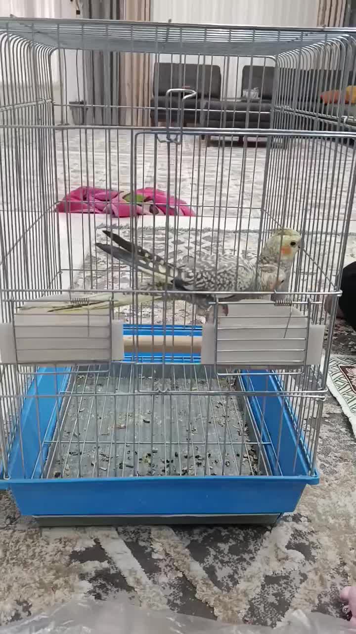 عروس هلندی|پرنده|ایوان, |دیوار