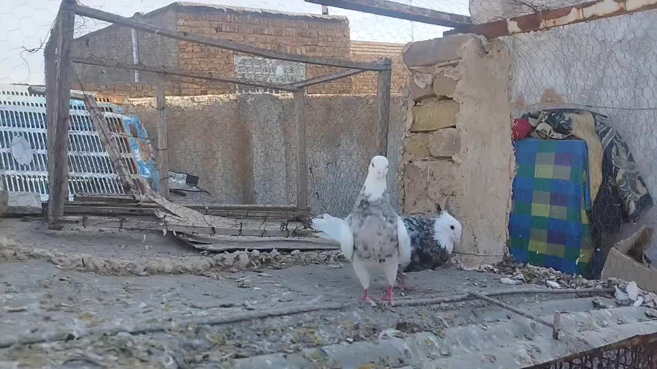 طوقی دم سفید|پرنده|مشهد, محمدآباد|دیوار