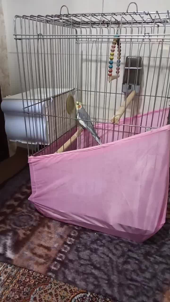 عروس هلندی های سالم و آماده جوجه کشی|پرنده|خوی, |دیوار