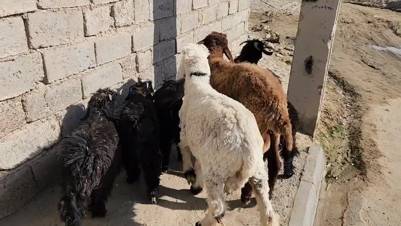 دوتا بره نر و۵تا کره نر برای داشت خوابنده|حیوانات مزرعه|زابل, |دیوار