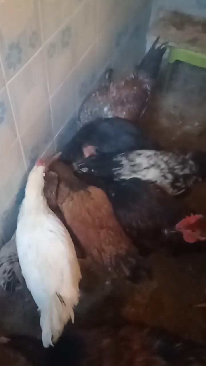 خروس|حیوانات مزرعه|سبزوار, گلشن|دیوار