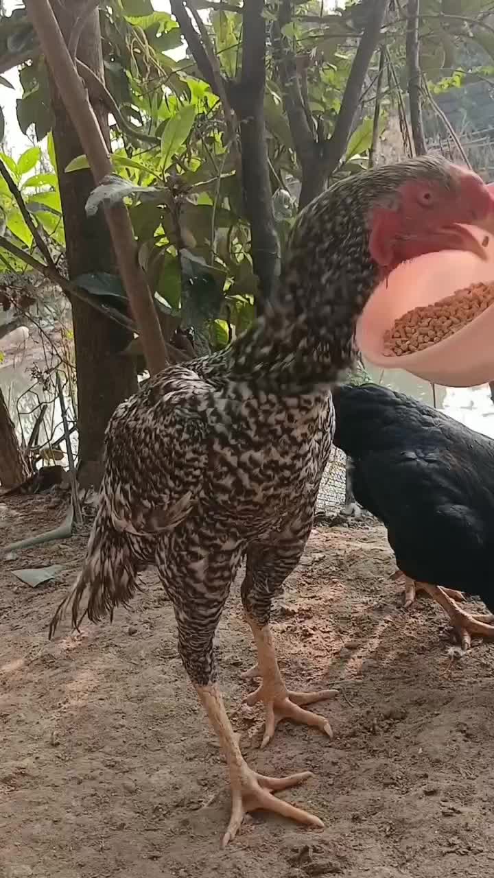 خروس لاری  کوکو تاج مهر  و مرغ لاری ترک|حیوانات مزرعه|کوچصفهان, |دیوار