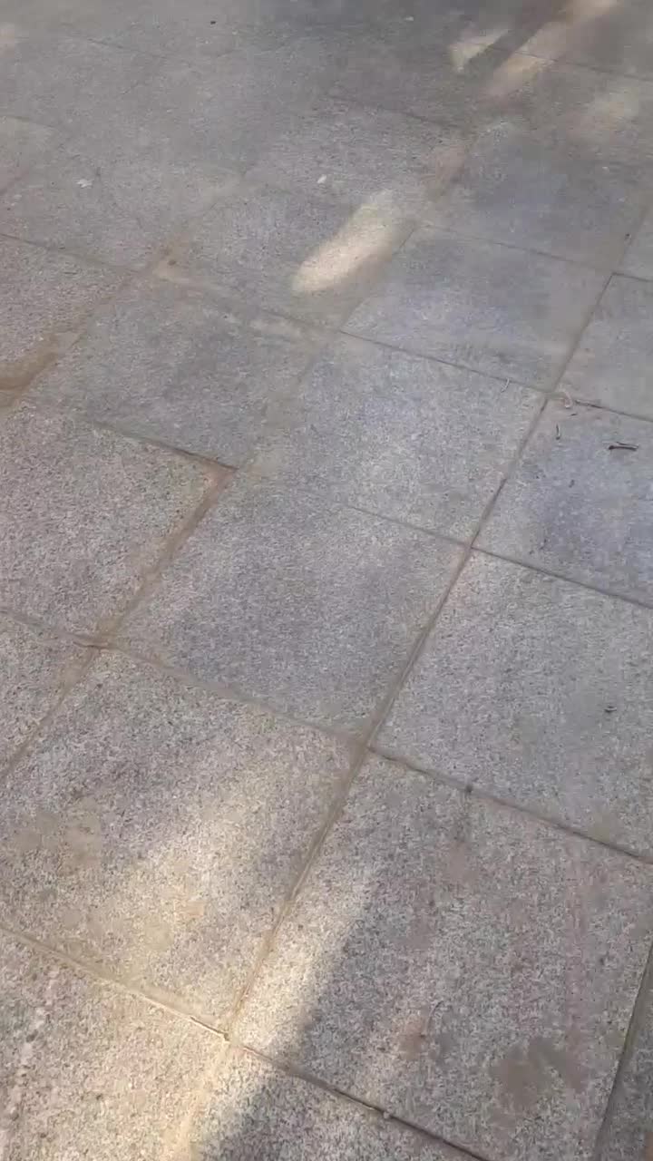 سگ پیتبول|سگ|قرچک, شهرک صنعتی قرچک|دیوار