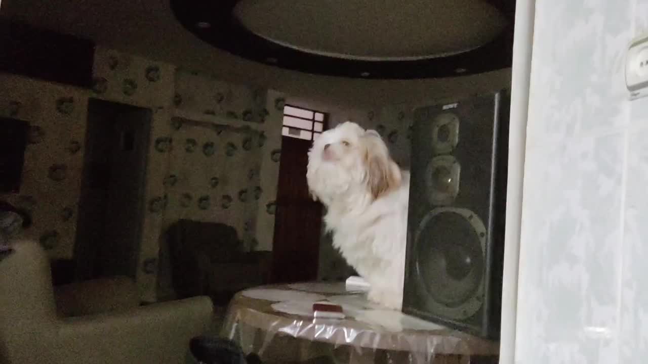 واگذاری سگ شیتزو  مینی|سگ|بندرعباس, |دیوار