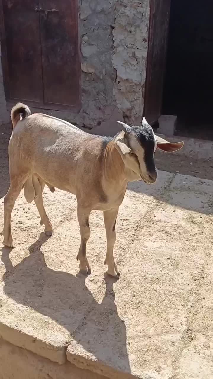 فروش کهر سومال|حیوانات مزرعه|بندرلنگه, |دیوار
