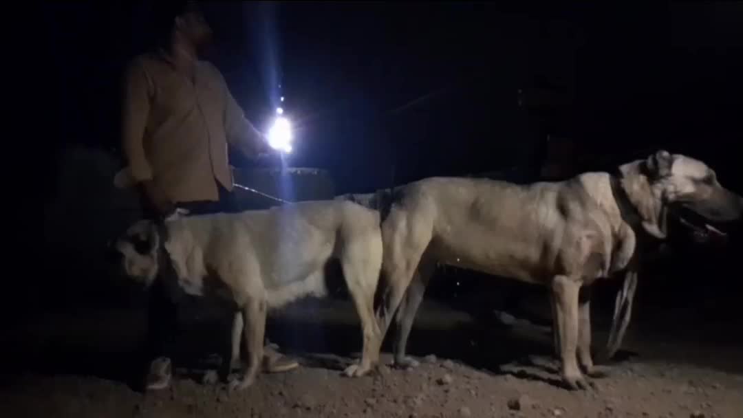 فروشی|سگ|مهربان, |دیوار