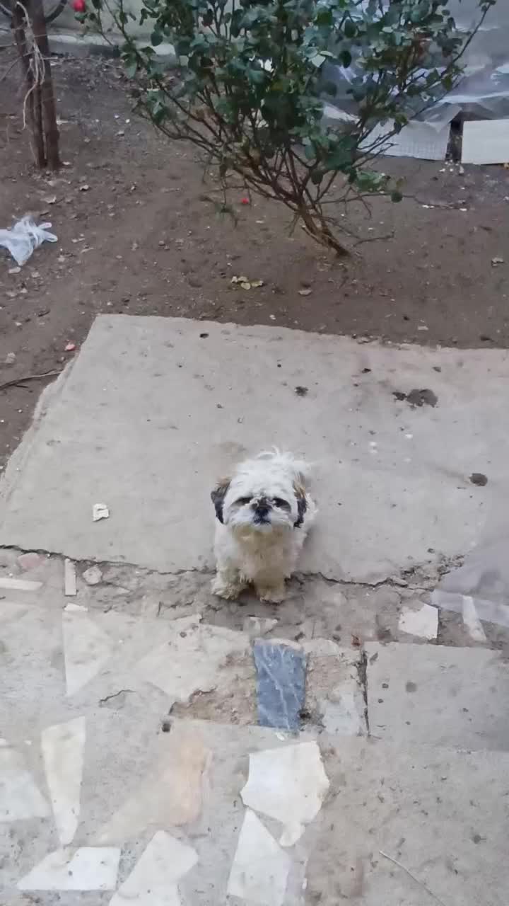 سگ خانگی|سگ|میاندوآب, |دیوار