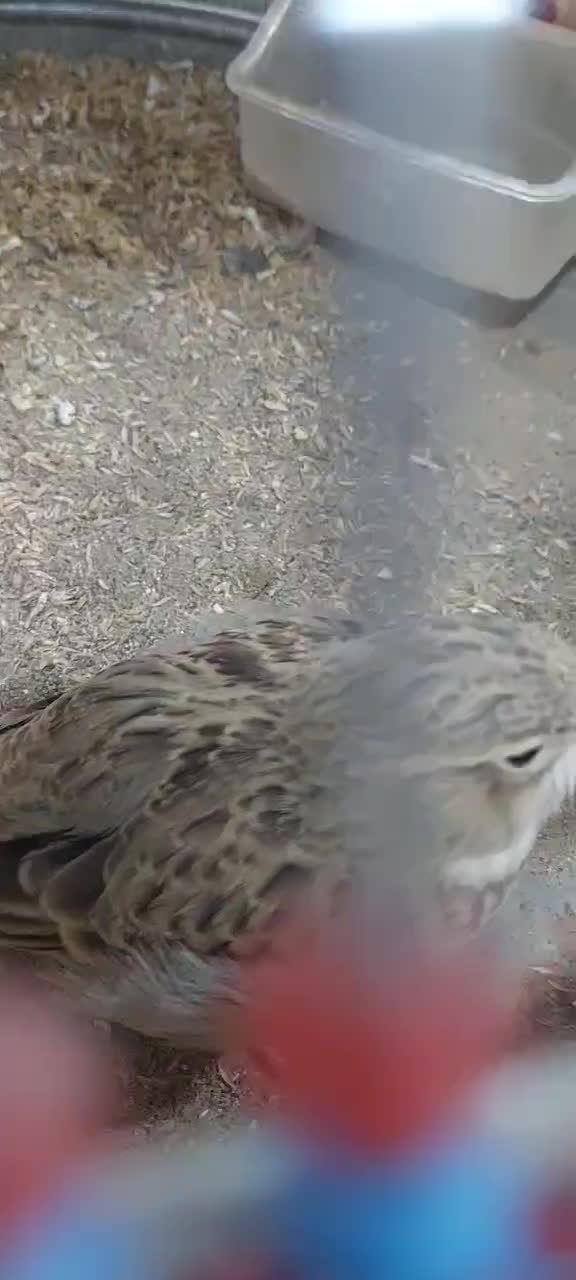 قناری مست بخون|پرنده|تربت جام, حافظ|دیوار