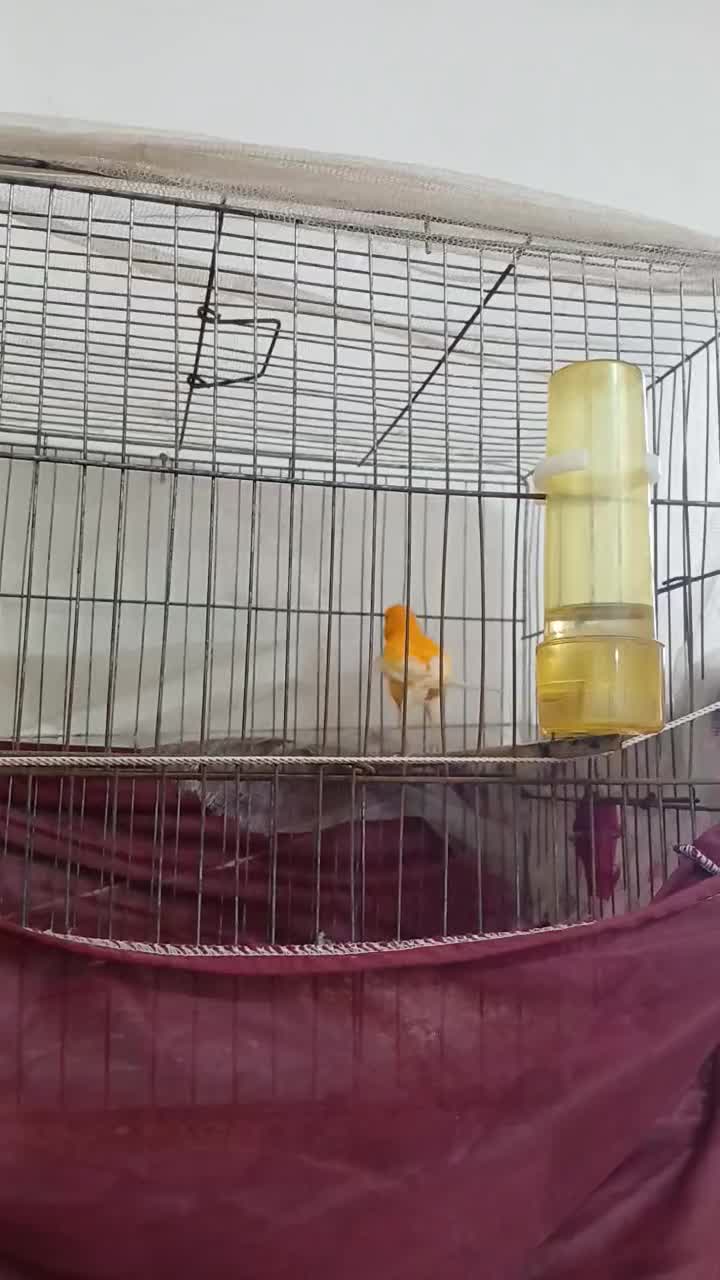 قناری نرمست|پرنده|آستانه اشرفیه, |دیوار