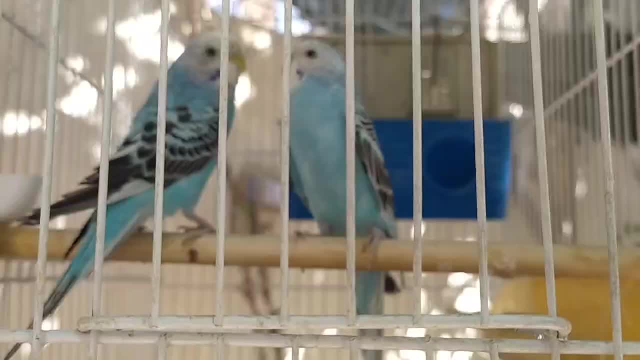 جفت مرغ عشق با قفس لوازم نژاد اسپانگل|پرنده|مشهد, منزل آباد|دیوار