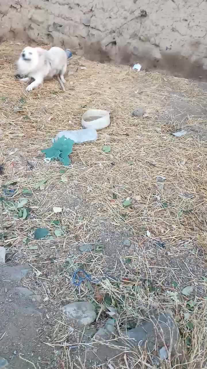 پاکوتان نر گله میره  ف 2|سگ|ارشق, |دیوار