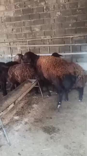 قوچ اصیل قزل افشار|حیوانات مزرعه|تنکمان, |دیوار