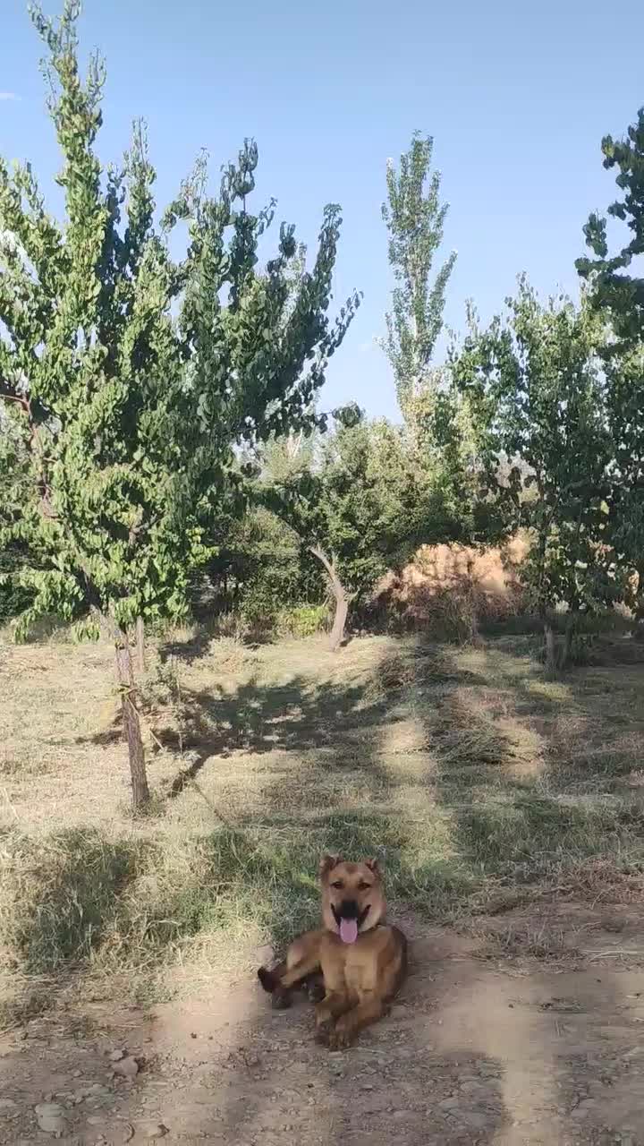 سن سگ|سگ|کشکسرای, |دیوار