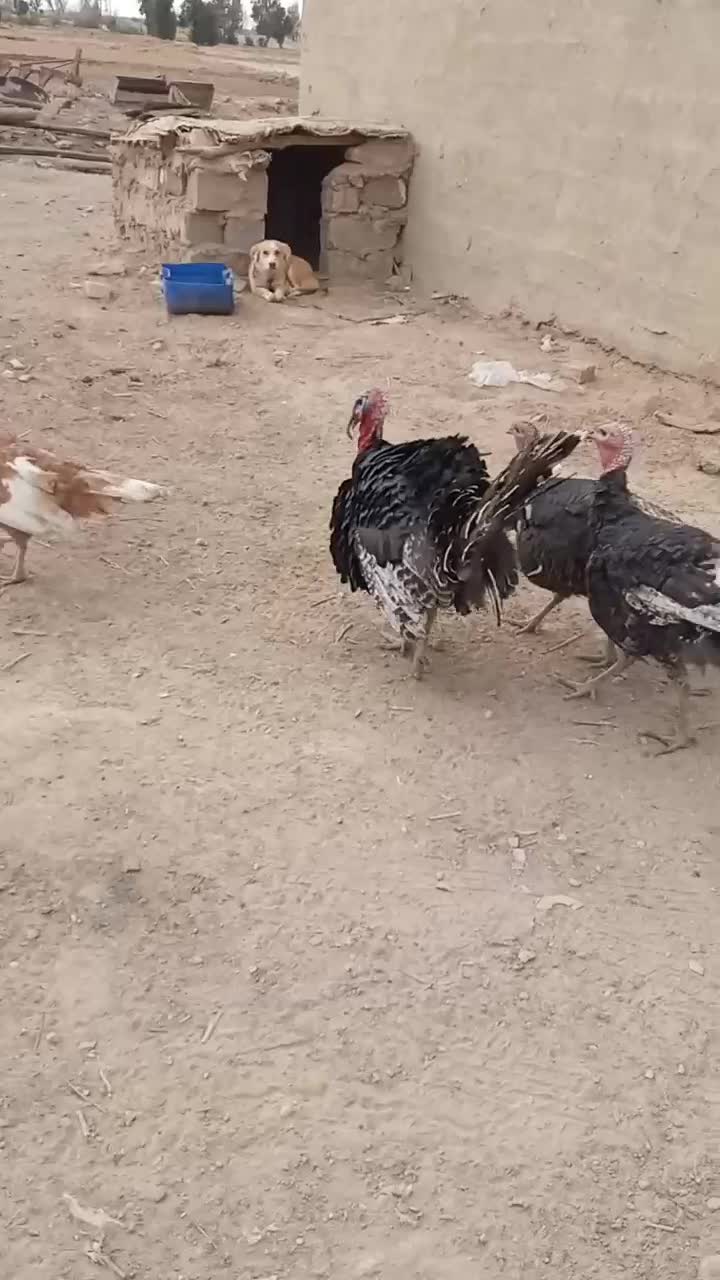 بوقلون محلی|حیوانات مزرعه|زهک, |دیوار