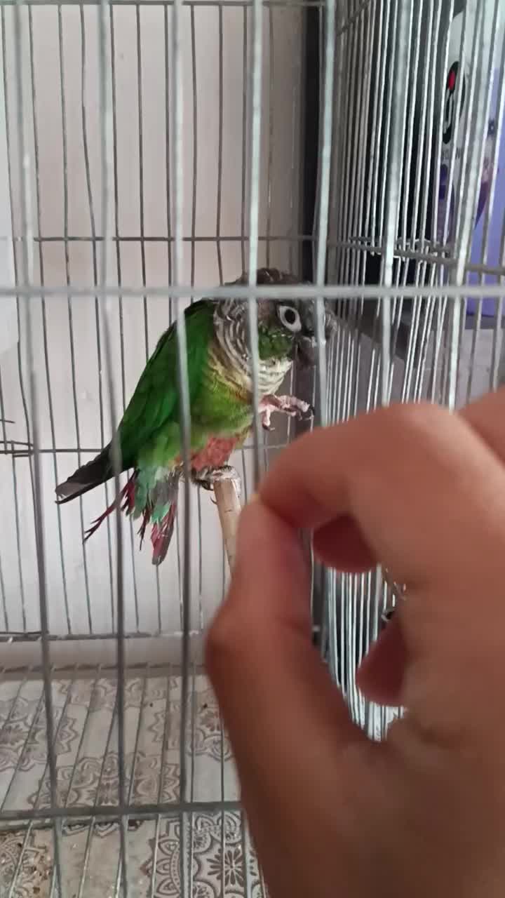 گرینچیک|پرنده|کردکوی, |دیوار