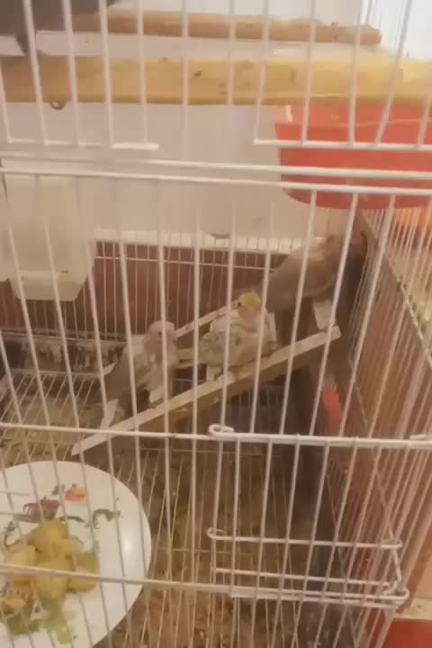 ۴تا جوجه عروس تقریبا دون خور شدن|پرنده|سبزوار, طبرسی (جعفرآباد)|دیوار