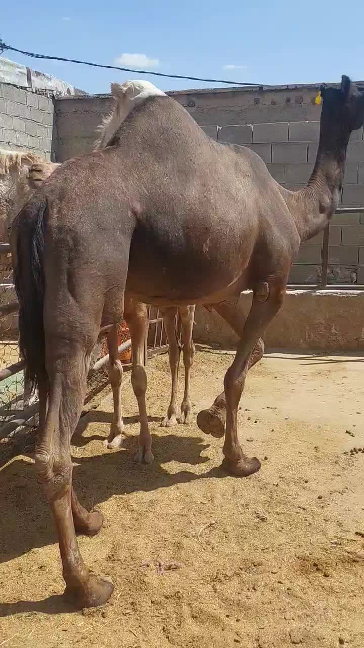 شتر شیری نژاد پاکستانی|حیوانات مزرعه|شیراز, برمشور علیا|دیوار