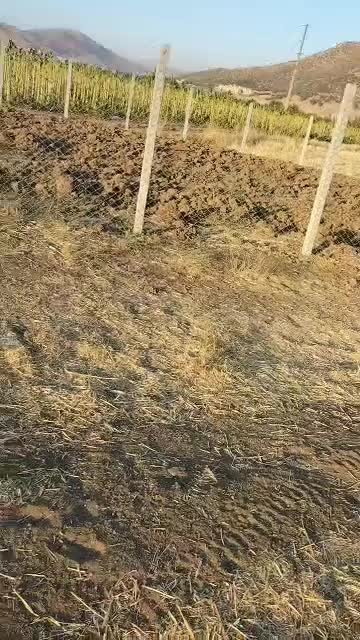 زمین کشاورزی نی|فروش دفتر صنعتی، کشاورزی، تجاری|مریوان, |دیوار