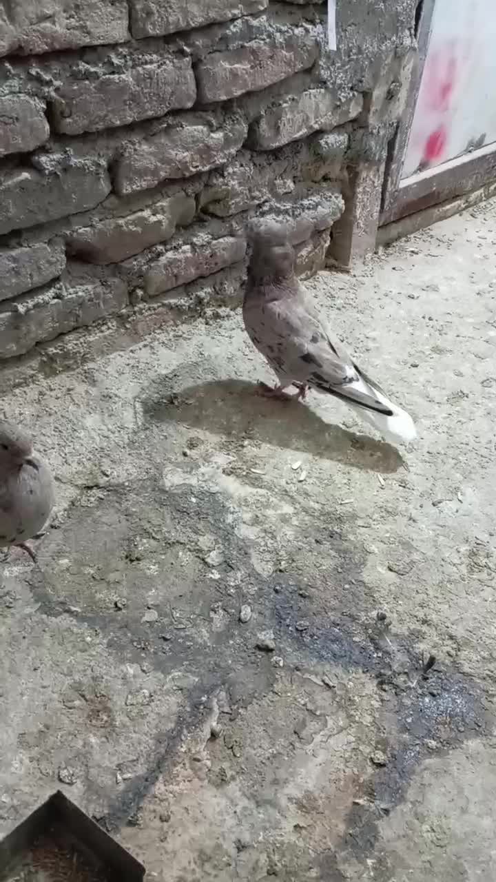 کفتر دم سفید|پرنده|نیشابور, مازول|دیوار