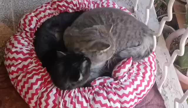 واگذاری گربه بریتیش اسگاتیش|گربه|کرج, آق تپه|دیوار