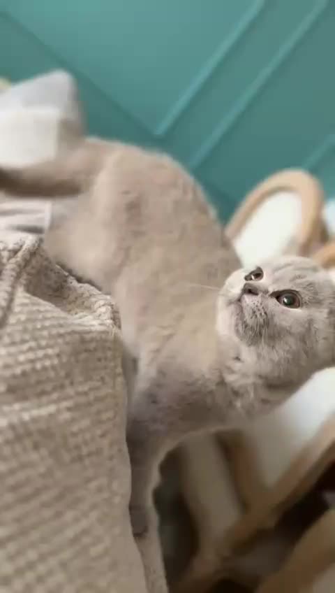 گربه بریتیش رنگ خواص لی لاک|گربه|پرند, فاز ۳|دیوار