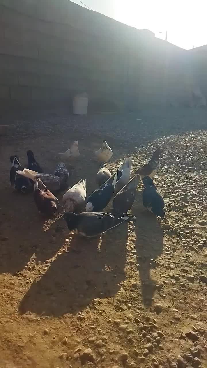 کبوتر|پرنده|کرانی, |دیوار