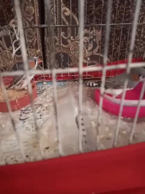 یکجفت فنچ|پرنده|بشاریات, |دیوار