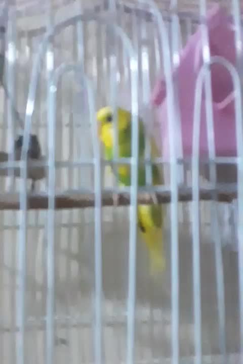 مرغ عشق|پرنده|ری, صفاییه (چشمه علی)|دیوار