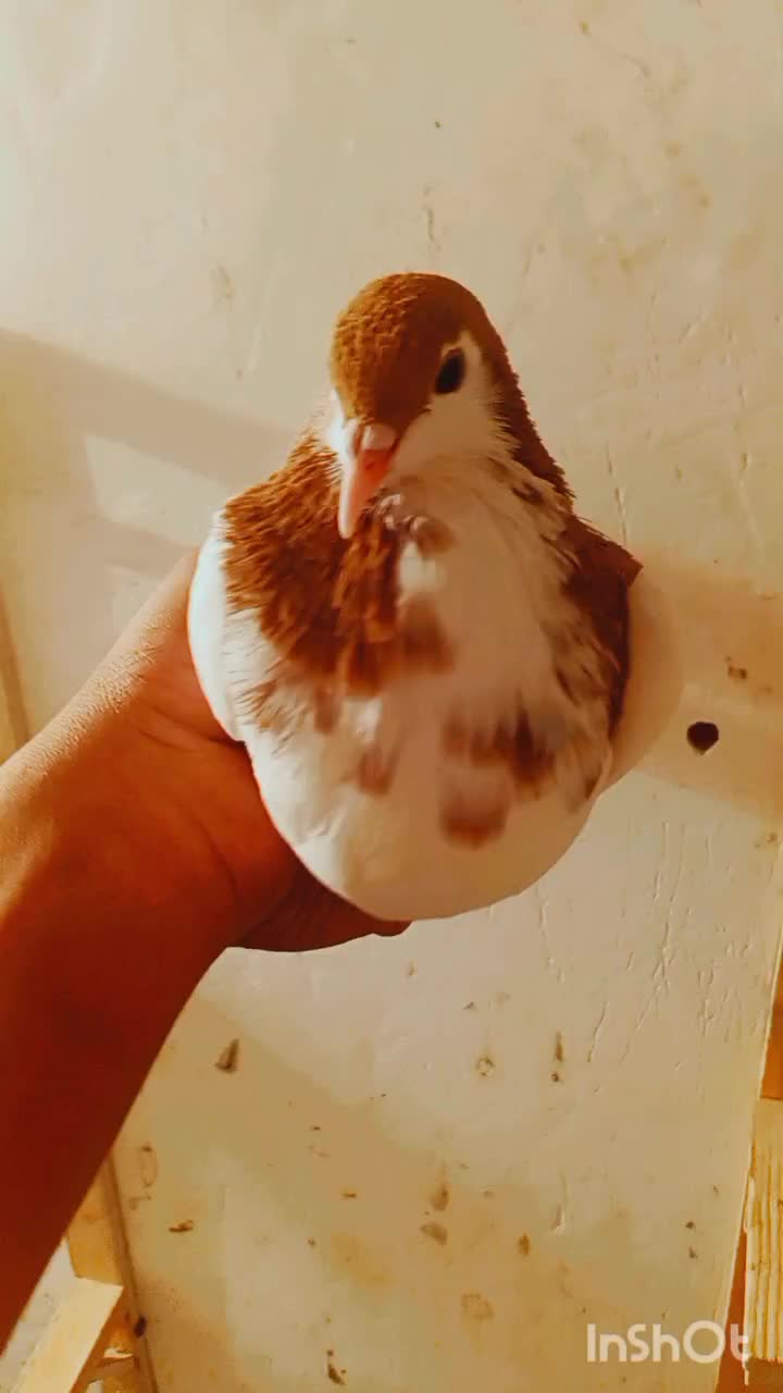 سه عدد ماده طوقی با یال افشون ماده|پرنده|رفسنجان, |دیوار