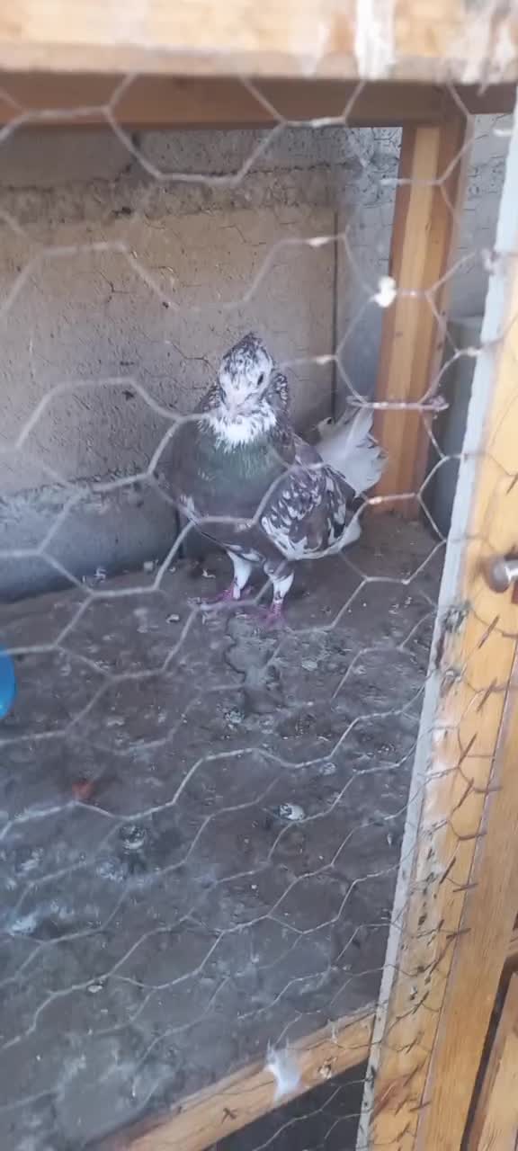 کبوتر کفتر گتوند|پرنده|اهواز, بعثت|دیوار