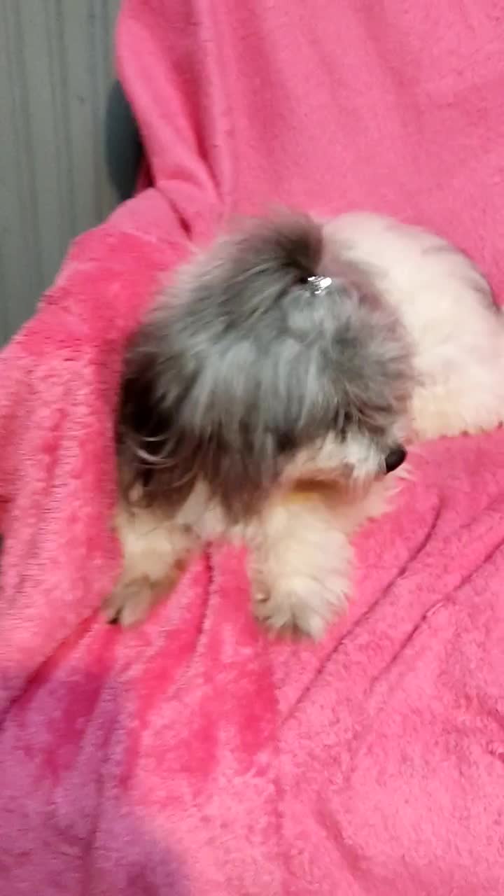 شیتزو عروسکی|سگ|رشت, دیانتی|دیوار