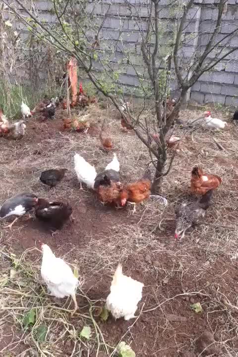 تخم مرغ محلی نطفه دار وخوراکی تازه|حیوانات مزرعه|رشت, نیروی دریایی|دیوار