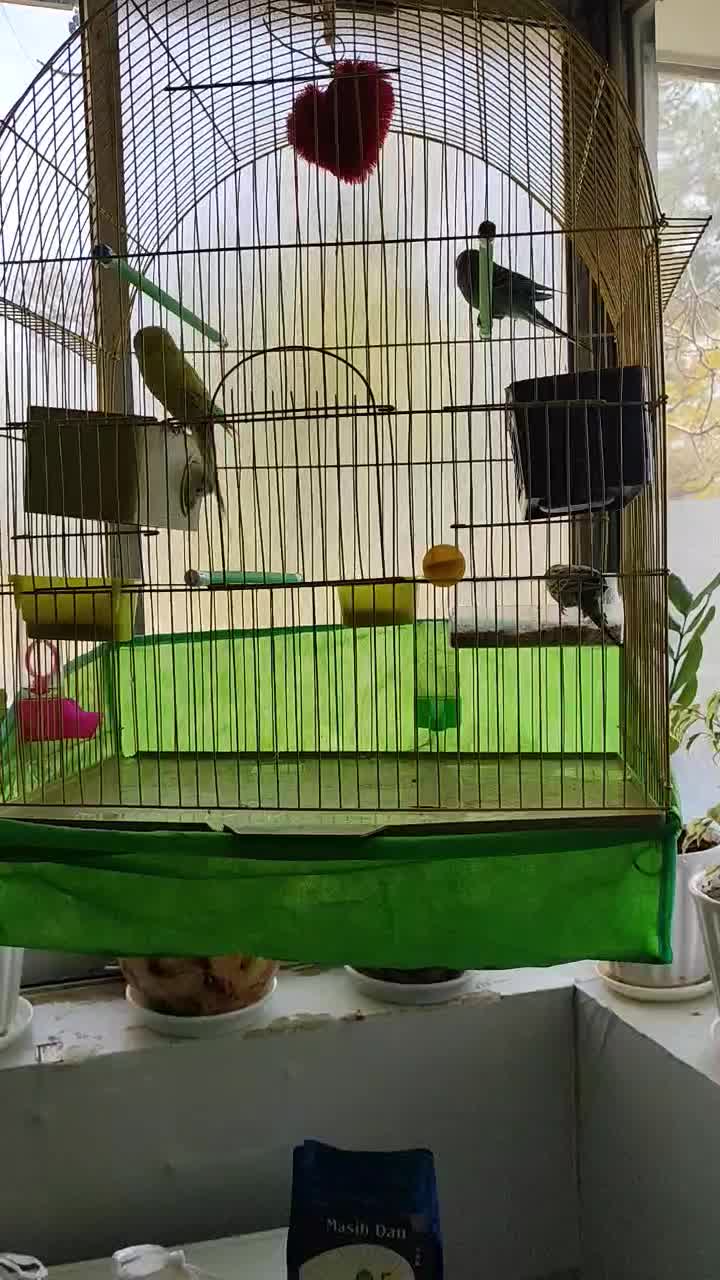 دو جفت مرغ عشق سالم و سرحال همراه با قفس و دونه|پرنده|شاهین‌شهر, شهرک سایت|دیوار