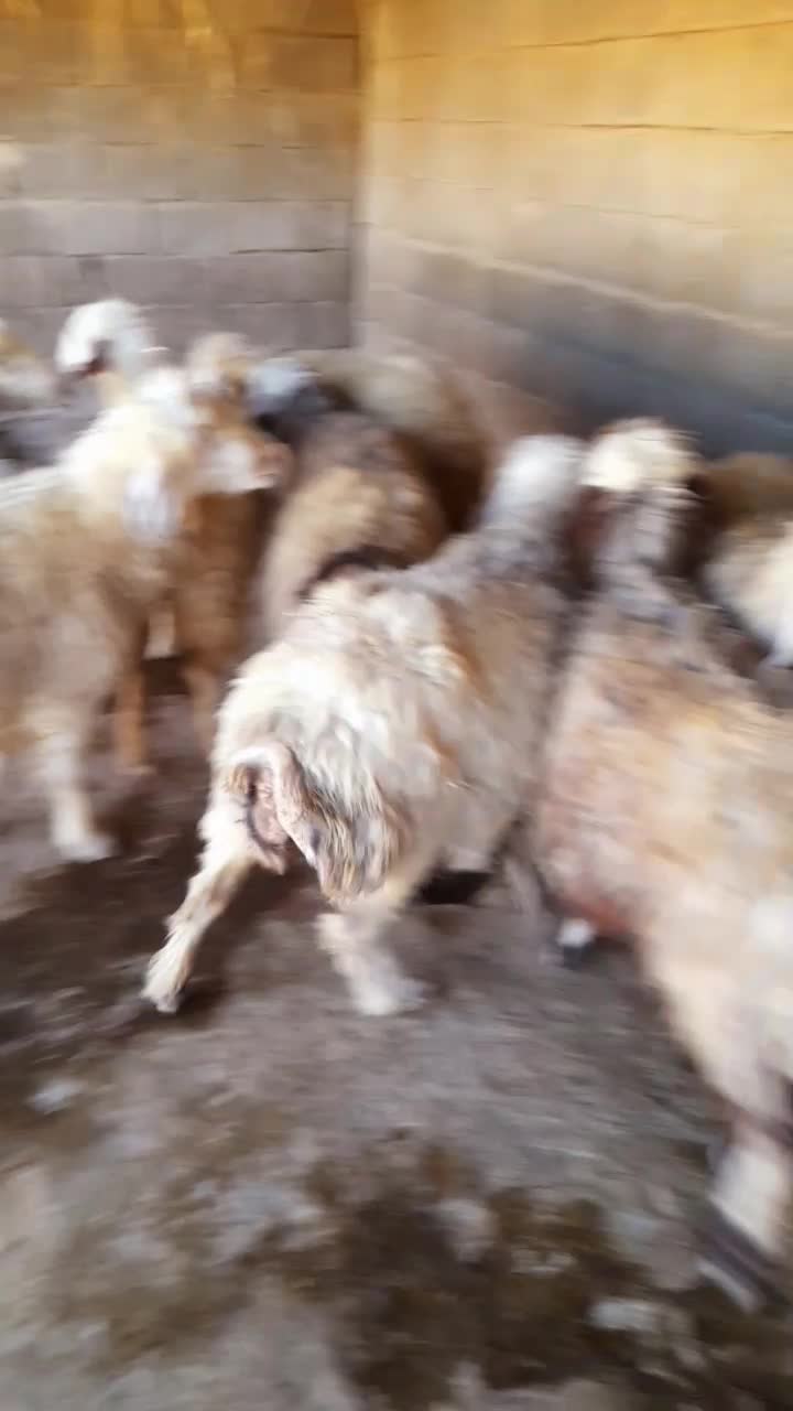 میش ابستن سرحال به فروش میرسد|حیوانات مزرعه|رامهرمز, |دیوار