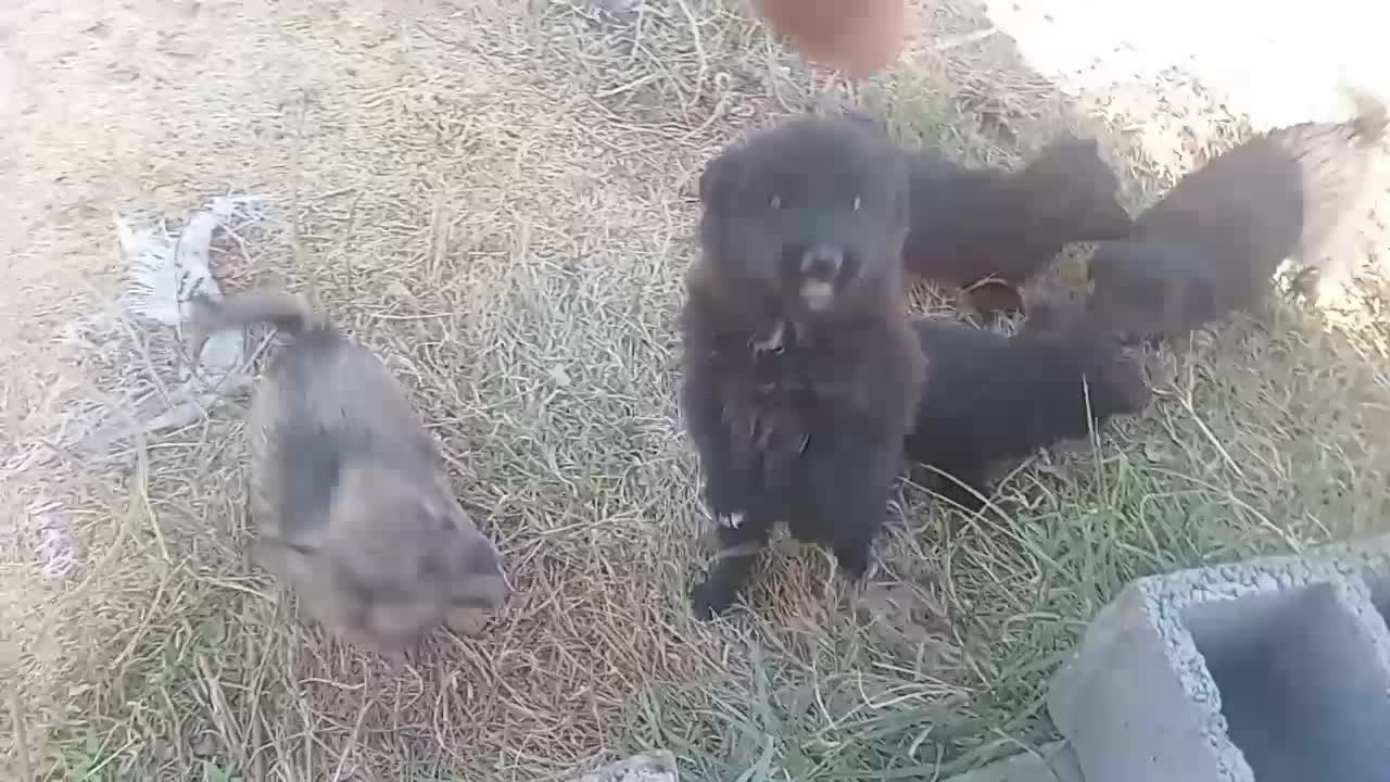 پاکوتا واگزاری|سگ|ارومیه, |دیوار