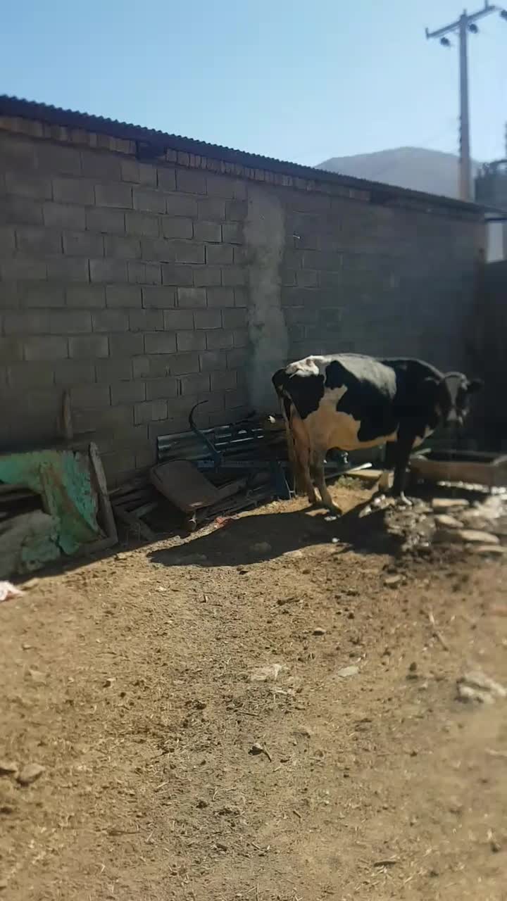 گاو و گوساله و گاو آبستن شیری جوان|حیوانات مزرعه|صحنه, |دیوار