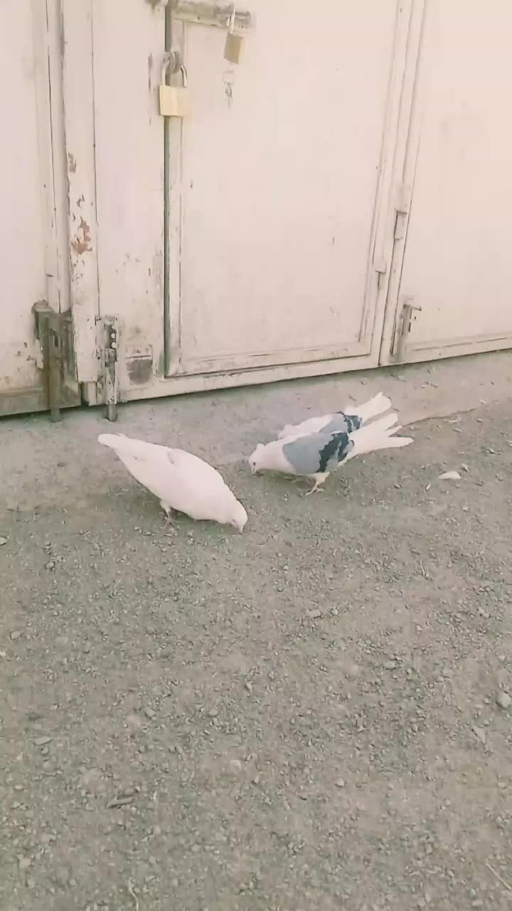 کفتر|پرنده|بیرانوند, |دیوار