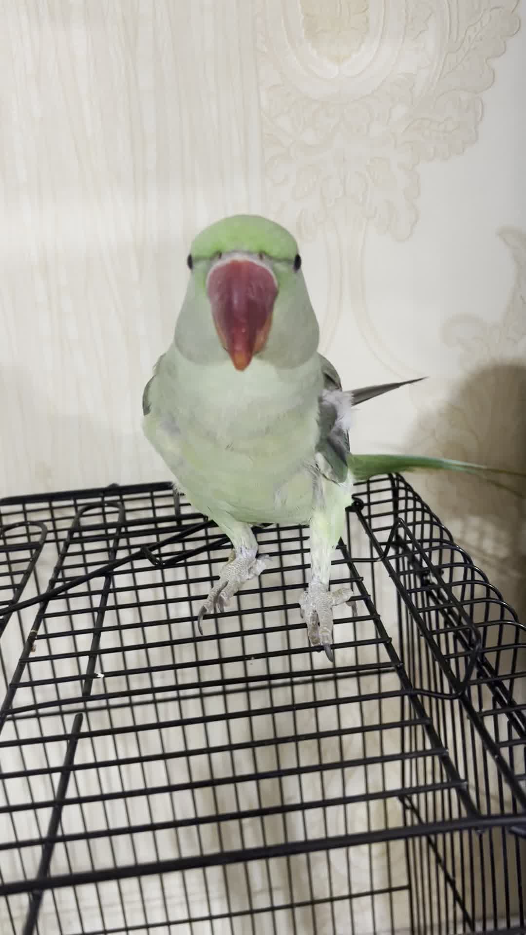 شاه طوطی|پرنده|نیشابور, شریعتی|دیوار