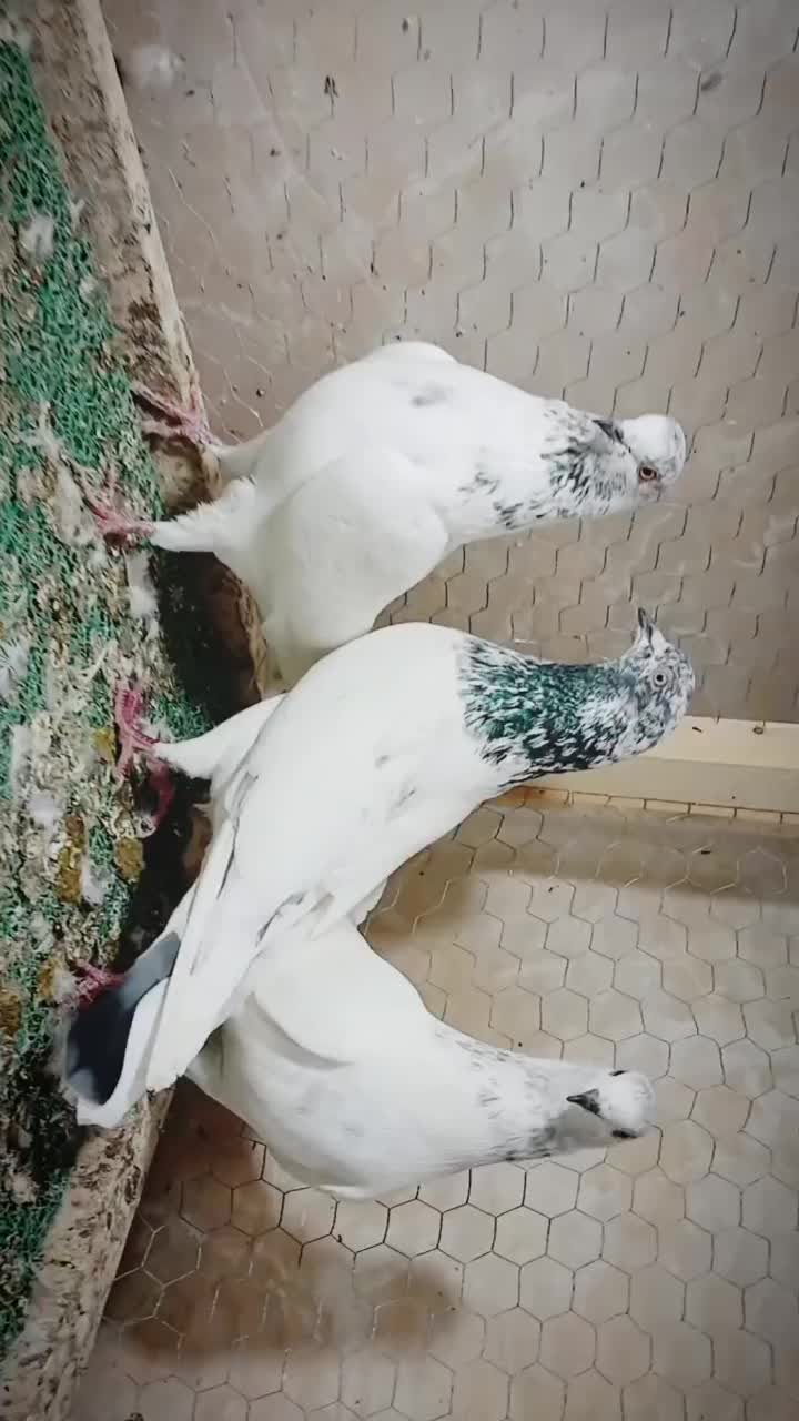 کبوتر پرشی|پرنده|پارسآباد, |دیوار