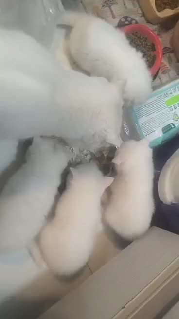 گربه اسکاتیش وبریتیش|گربه|رشت, کوی حسینی|دیوار