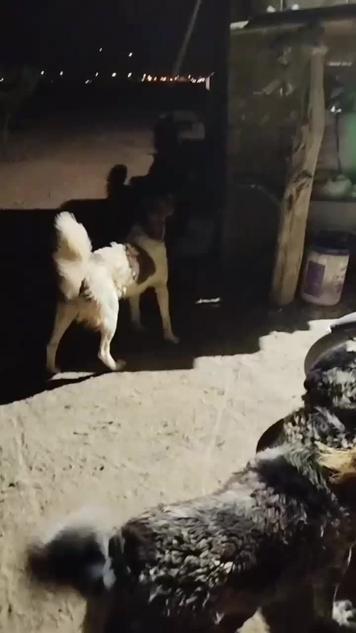 سگ گله|سگ|داران, |دیوار