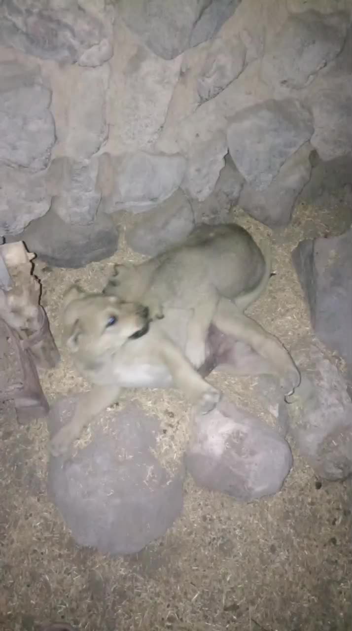 توله نر پشدر 2ماهه|سگ|صومای برادوست, |دیوار